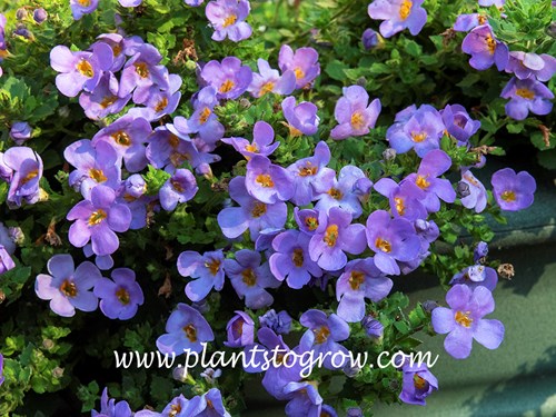 Megacopa Blue Bacopa (Sutera cordata)